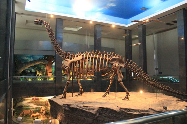 The 26-meter-high skeleton of Nurosaurus, displayed in the Inner Mongolia Museum, is the biggest dinosaur fossil from the Cretaceous period ever found in Asia. [Photo by Wang Kaihao / China Daily]