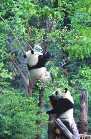 Cute pandas at the panda breeding and research base in Chengdu. Zhu Xingxin / China Daily