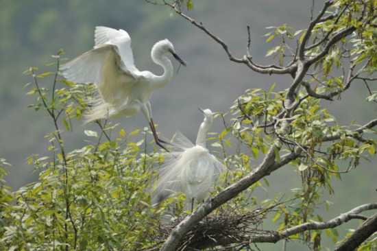 The city of Dandong, with an unspoiled ecosystem and vast intertidal mudflats, offers a perfect stopover for migratory birds. (Photo/China Daily)