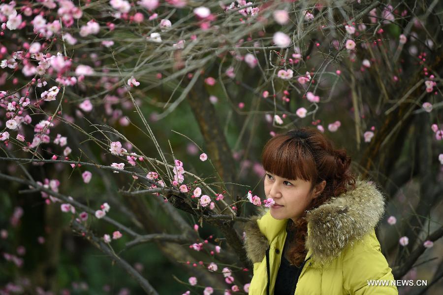 Plum Blossom In Central China's Hubei(4 6) - Headlines, Features, Photo 