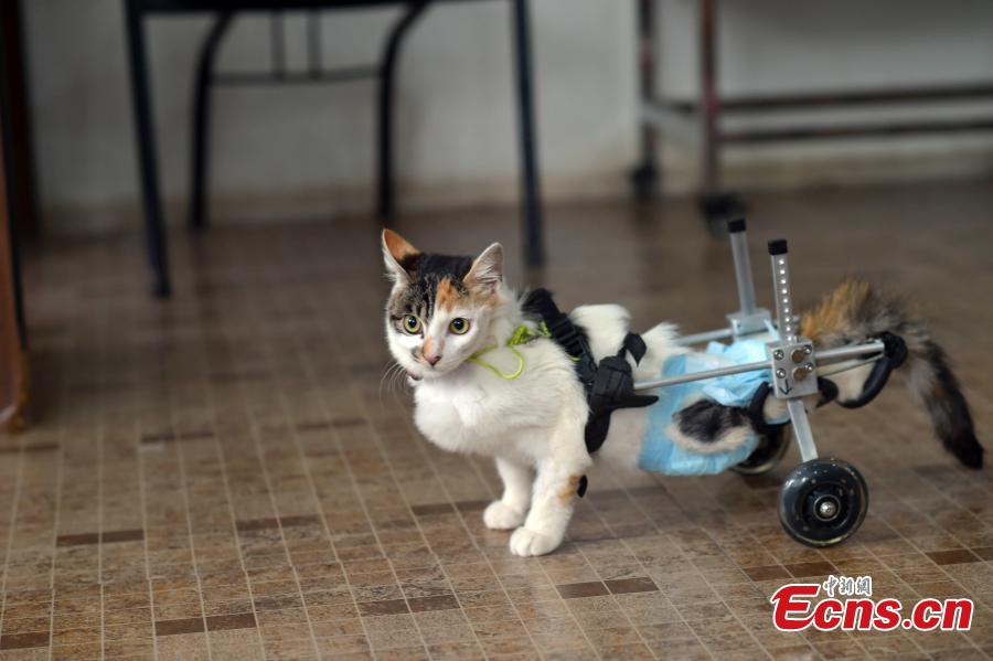 Disabled kitten walks with wheelchair assistance(1/6) Headlines