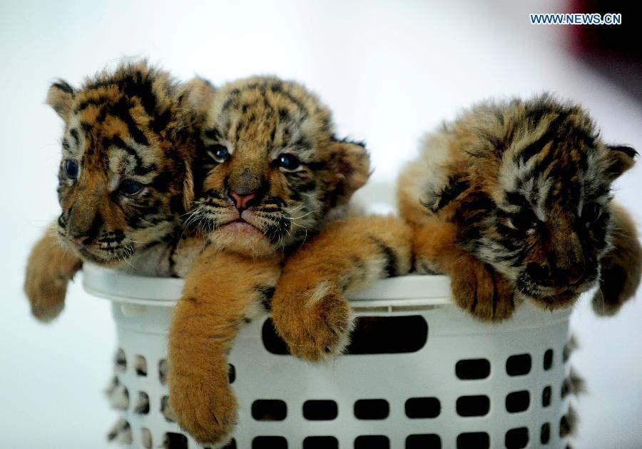 Baby Tiger, One of three beautiful baby tigers that were bo…