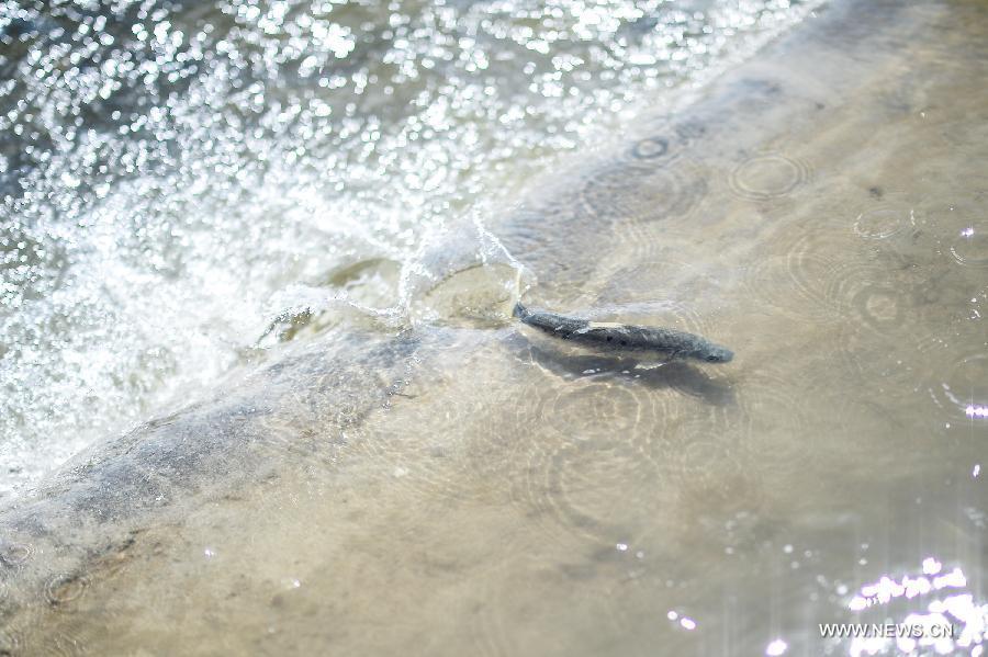 Adult Migratory Naked Carps Seen In Qinghai Province