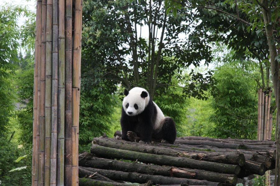 World's first panda hospital in Dujiangyan city(1/9)