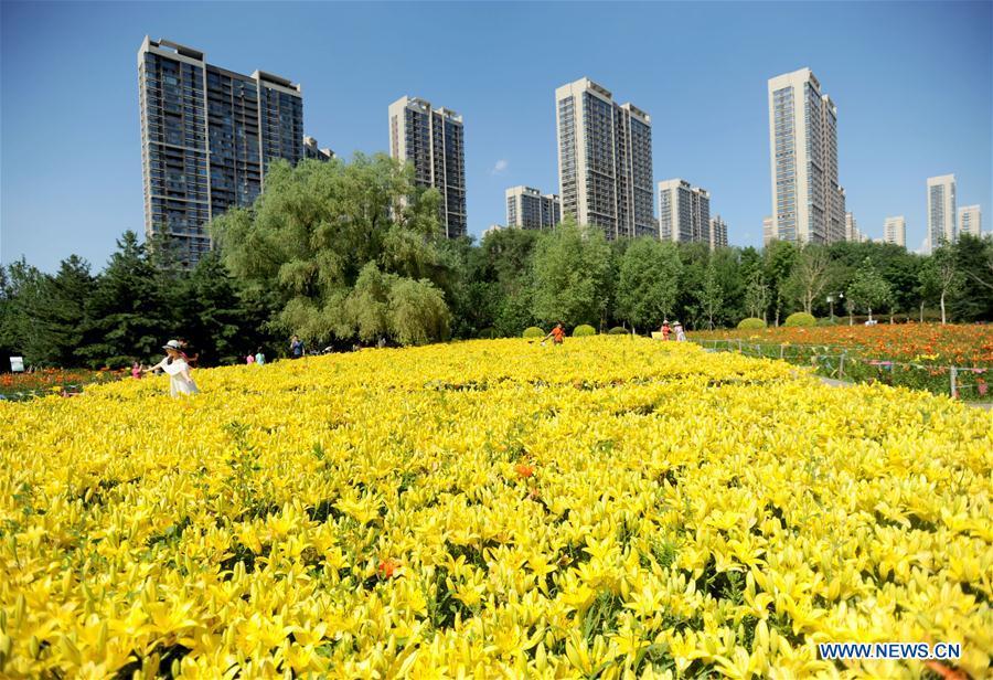 Tourists enjoy the scenery of lily flowers at Shenshuiwan Park in Shenyang, capital city of northeast China\'s Liaoning Province, July 2, 2016. (Xinhua/Zhang Wenkui)