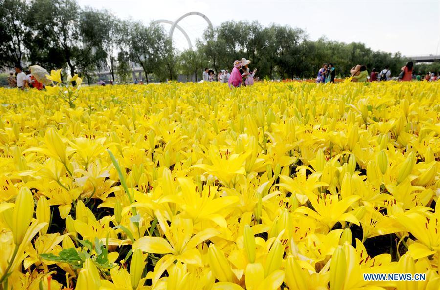 Tourists enjoy the scenery of lily flowers at Shenshuiwan Park in Shenyang, capital city of northeast China\'s Liaoning Province, July 2, 2016. (Xinhua/Zhang Wenkui)