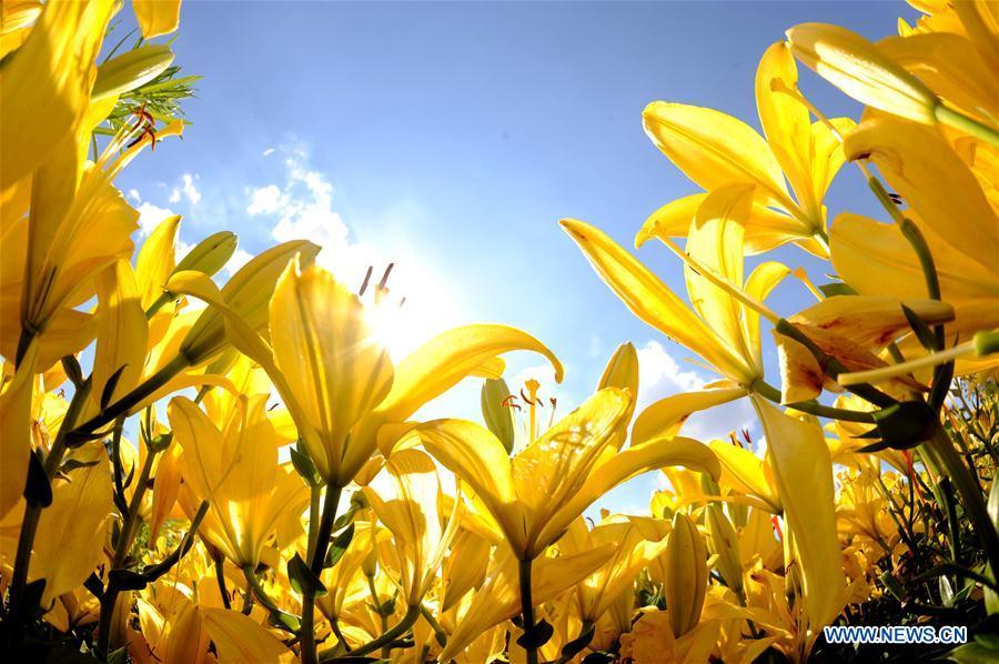 Tourists enjoy the scenery of lily flowers at Shenshuiwan Park in Shenyang, capital city of northeast China\'s Liaoning Province, July 2, 2016. (Xinhua/Zhang Wenkui)