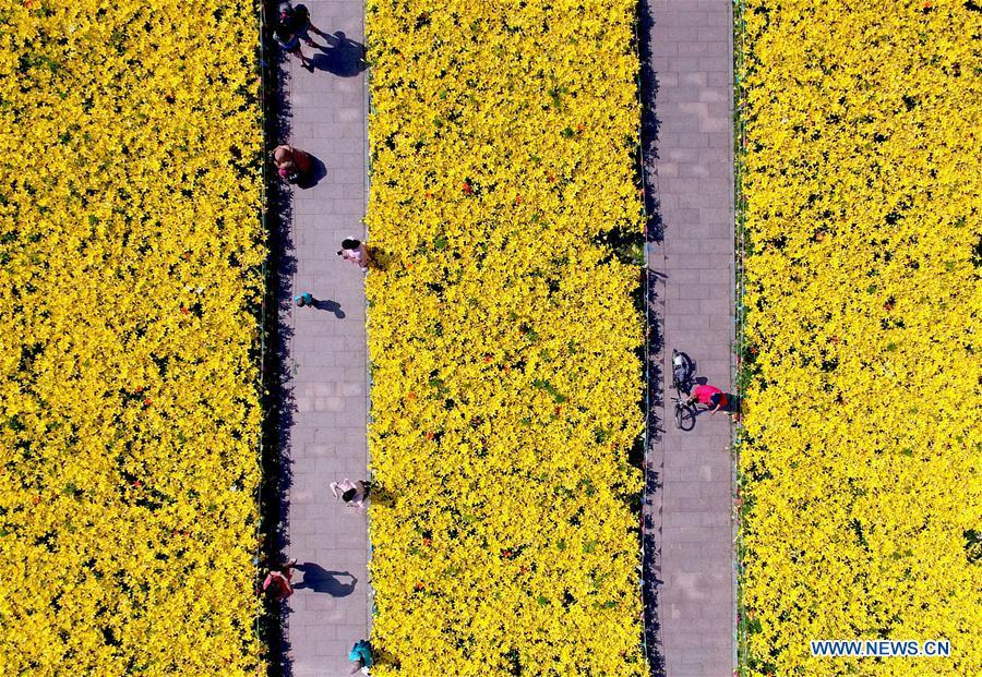 
Tourists enjoy the scenery of lily flowers at Shenshuiwan Park in Shenyang, capital city of northeast China\'s Liaoning Province, July 2, 2016. (Xinhua/Zhang Wenkui)