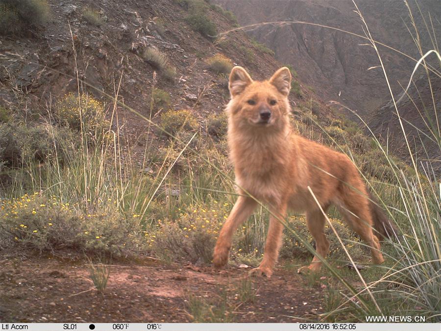 Wild animals in NW China's Qinghai(7/12)