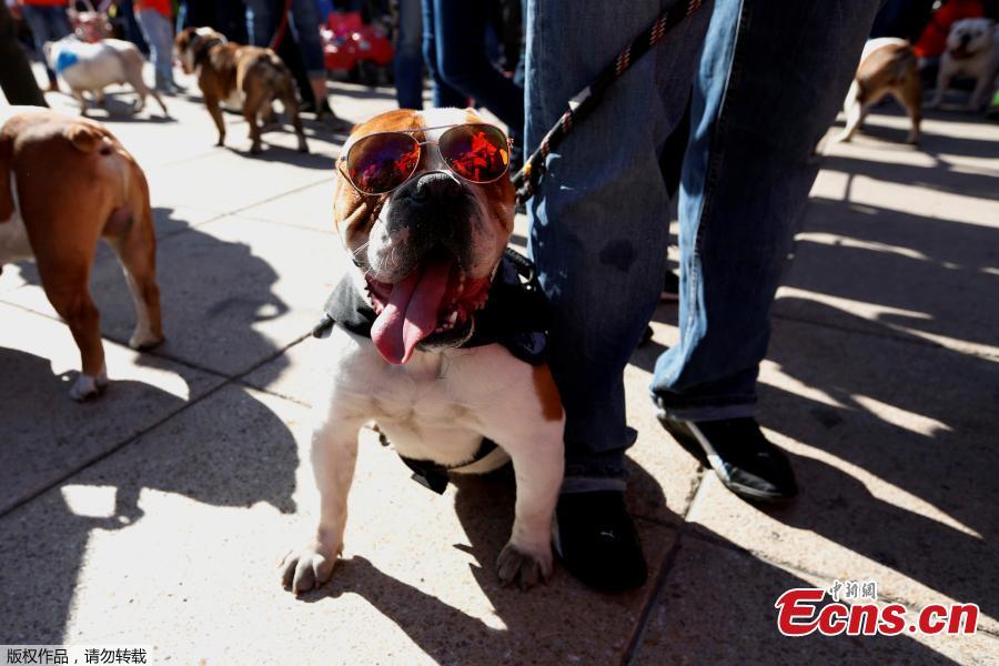 British Bulldogs accompany their owners in a parade, in which 950 of the dog breed participated, in an attempt to set a Guinness World Record for the largest Bulldog walk in Mexico City, Mexico, Feb. 26, 2017. (Photo/Agencies)