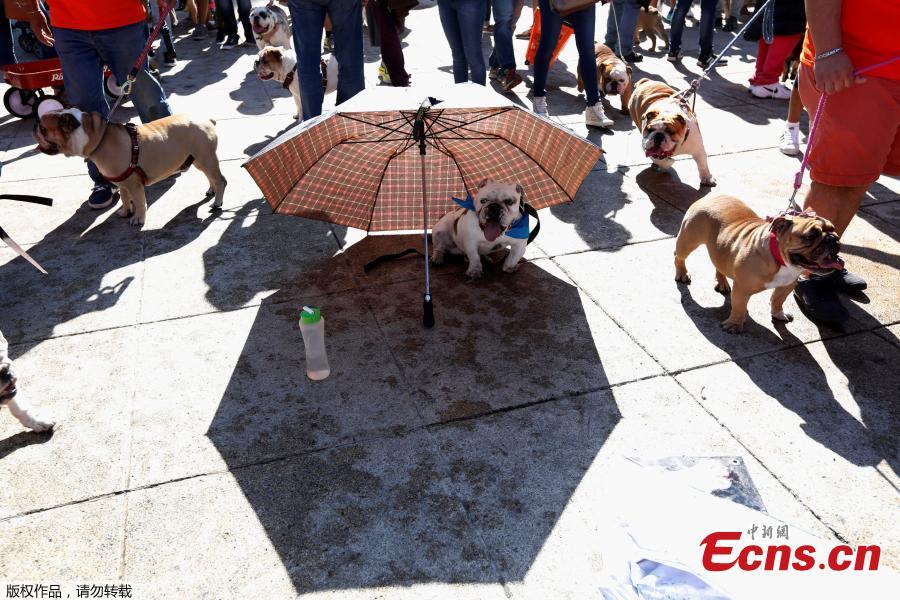 British Bulldogs accompany their owners in a parade, in which 950 of the dog breed participated, in an attempt to set a Guinness World Record for the largest Bulldog walk in Mexico City, Mexico, Feb. 26, 2017. (Photo/Agencies)