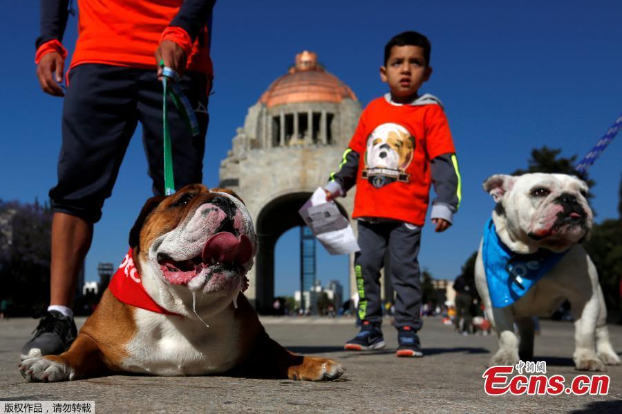 British Bulldogs accompany their owners in a parade, in which 950 of the dog breed participated, in an attempt to set a Guinness World Record for the largest Bulldog walk in Mexico City, Mexico, Feb. 26, 2017. (Photo/Agencies)