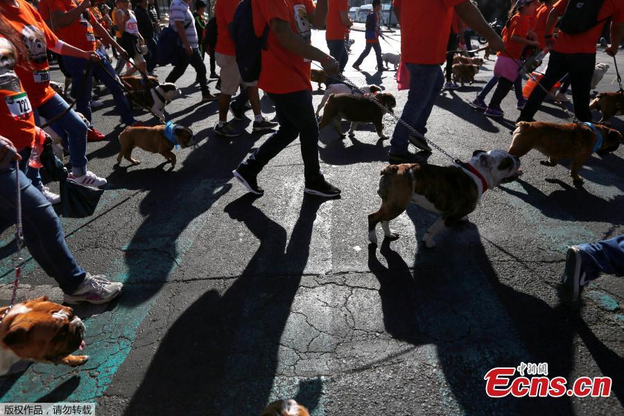 British Bulldogs accompany their owners in a parade, in which 950 of the dog breed participated, in an attempt to set a Guinness World Record for the largest Bulldog walk in Mexico City, Mexico, Feb. 26, 2017. (Photo/Agencies)