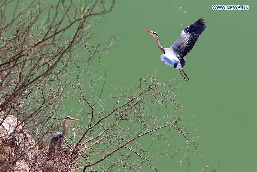 Herons Seen In North Chinas Yuncheng City 13