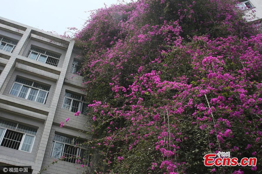 A great bougainvillea is in full blossom at the Xiuyuan Campus of Guangxi University in Nanning City, capital of South China’s Guangxi Zhuang Autonomous Region, May 14, 2017. The flowering plant is 24 years old and stands 30 meters tall to form a spectacular ‘flower waterfall’ leaning over a teaching building. (Photo/VCG)