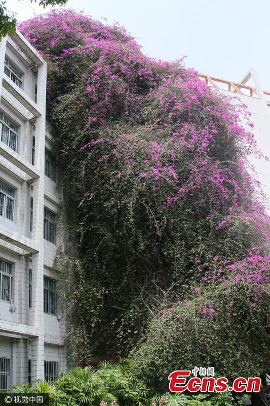 A great bougainvillea is in full blossom at the Xiuyuan Campus of Guangxi University in Nanning City, capital of South China’s Guangxi Zhuang Autonomous Region, May 14, 2017. The flowering plant is 24 years old and stands 30 meters tall to form a spectacular ‘flower waterfall’ leaning over a teaching building. (Photo/VCG)