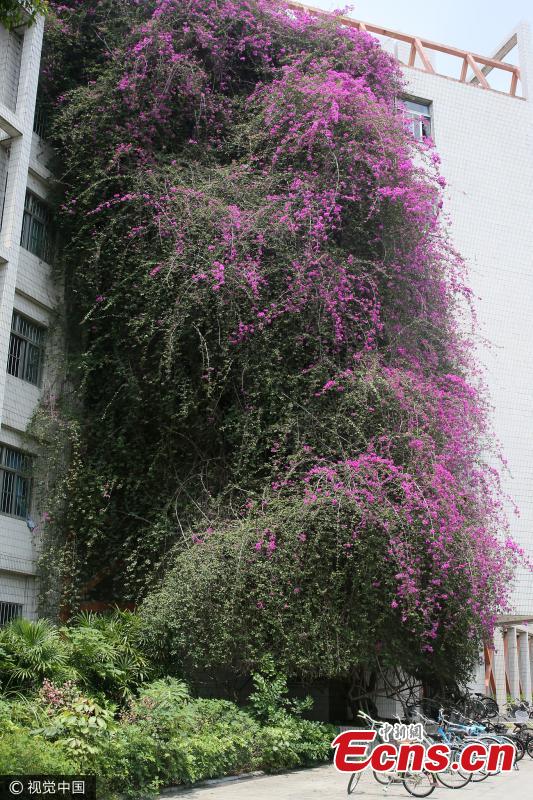 A great bougainvillea is in full blossom at the Xiuyuan Campus of Guangxi University in Nanning City, capital of South China’s Guangxi Zhuang Autonomous Region, May 14, 2017. The flowering plant is 24 years old and stands 30 meters tall to form a spectacular ‘flower waterfall’ leaning over a teaching building. (Photo/VCG)