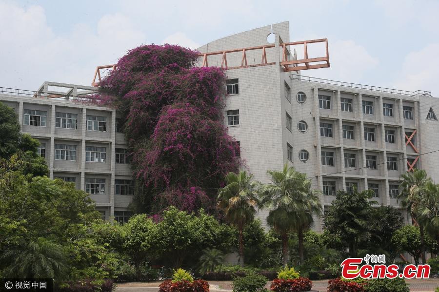 A great bougainvillea is in full blossom at the Xiuyuan Campus of Guangxi University in Nanning City, capital of South China’s Guangxi Zhuang Autonomous Region, May 14, 2017. The flowering plant is 24 years old and stands 30 meters tall to form a spectacular ‘flower waterfall’ leaning over a teaching building. (Photo/VCG)