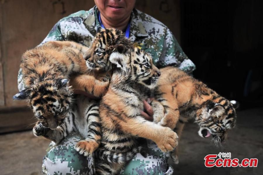 Newborn Tiger Cubs Chongqing Wild Animal World Chongqing August 2007 –  Stock Editorial Photo © ChinaImages #245231564