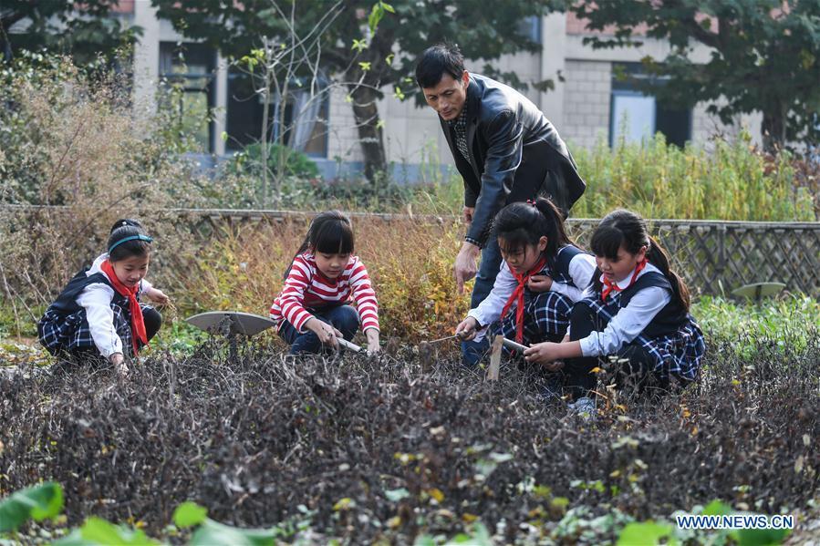 Students pick herbal medicine under the instruction of their teacher at Baixian Central School in Changxing County, east China\'s Zhejiang Province, Nov. 3, 2017. A thematic education activity was held on Friday at the primary school, the county\'s traditional Chinese medicine (TCM) education base. More than 180 species of TCM were planted in the school\'s plantation. (Xinhua/Xu Yu)