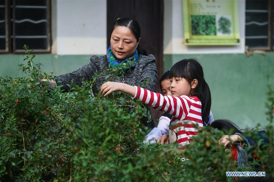 Students pick herbal medicine under the instruction of their teacher at Baixian Central School in Changxing County, east China\'s Zhejiang Province, Nov. 3, 2017. A thematic education activity was held on Friday at the primary school, the county\'s traditional Chinese medicine (TCM) education base. More than 180 species of TCM were planted in the school\'s plantation. (Xinhua/Xu Yu)