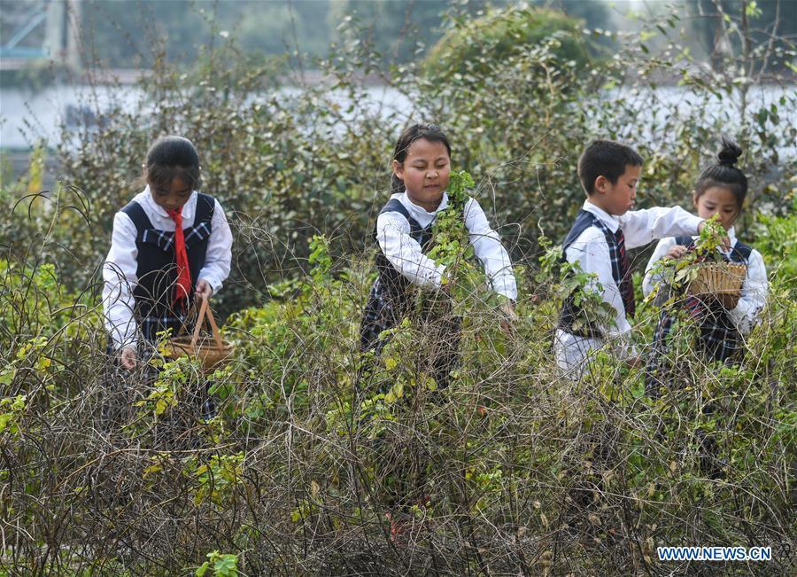 Students pick herbal medicine at Baixian Central School in Changxing County, east China\'s Zhejiang Province, Nov. 3, 2017. A thematic education activity was held on Friday at the primary school, the county\'s traditional Chinese medicine (TCM) education base. More than 180 species of TCM were planted in the school\'s plantation. (Xinhua/Xu Yu)