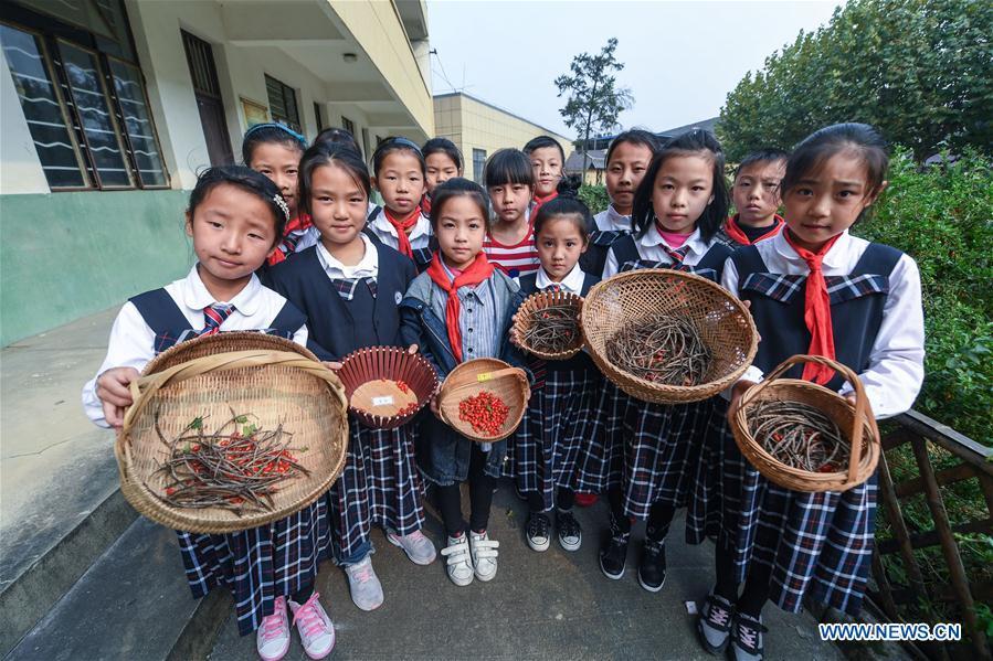 Students display newly-picked herbal medicine at Baixian Central School in Changxing County, east China\'s Zhejiang Province, Nov. 3, 2017. A thematic education activity was held on Friday at the primary school, the county\'s traditional Chinese medicine (TCM) education base. More than 180 species of TCM were planted in the school\'s plantation. (Xinhua/Xu Yu)