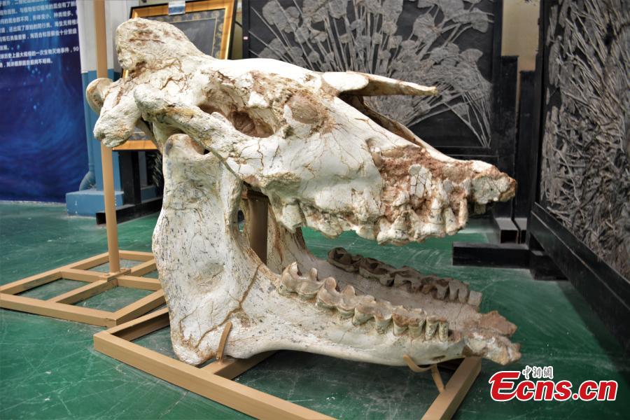 Giant Fossil Of Hornless Rhinoceros Restored After Three Years38