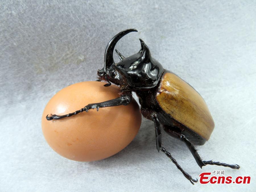 horned hercules beetle