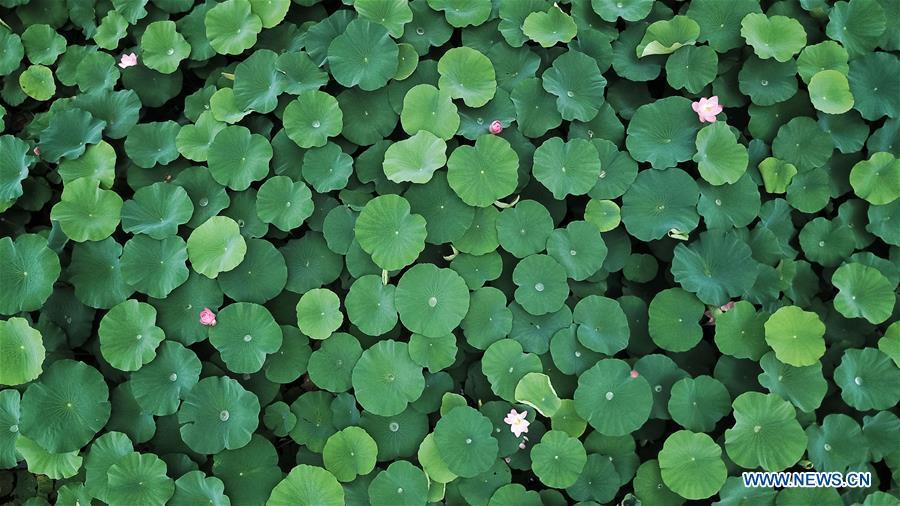 Photo taken on June 10, 2018 shows lotus flowers in Baohe park in Hefei, capital of east China\'s Anhui Province, June 10, 2018. (Xinhua/Zhang Duan)