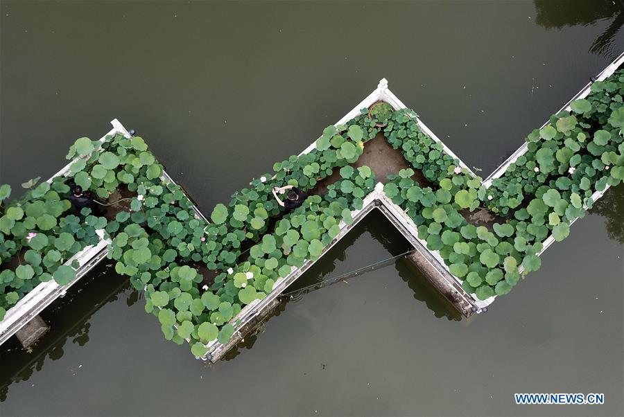 Photo taken on June 10, 2018 shows lotus flowers in Baohe park in Hefei, capital of east China\'s Anhui Province, June 10, 2018. (Xinhua/Zhang Duan)