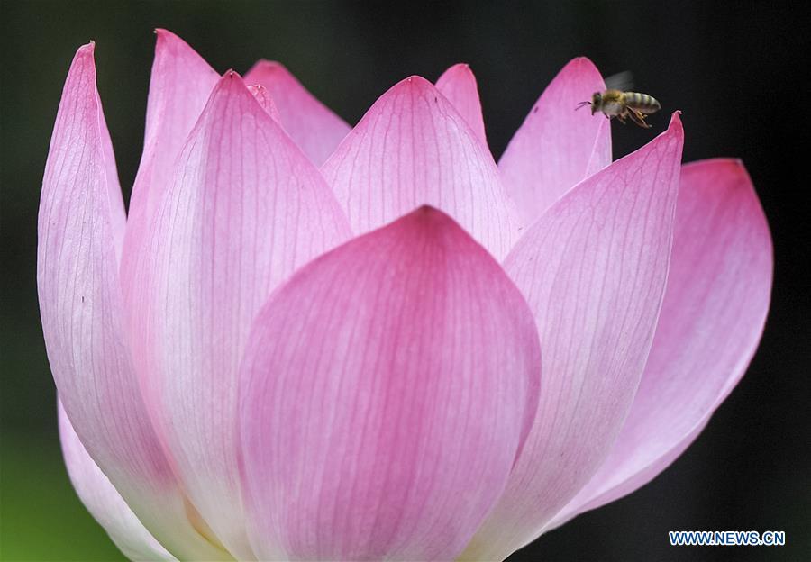 Photo taken on June 10, 2018 shows a bee flying over a lotus flower in Baohe park in Hefei, capital of east China\'s Anhui Province, June 10, 2018. (Xinhua/Zhang Duan)