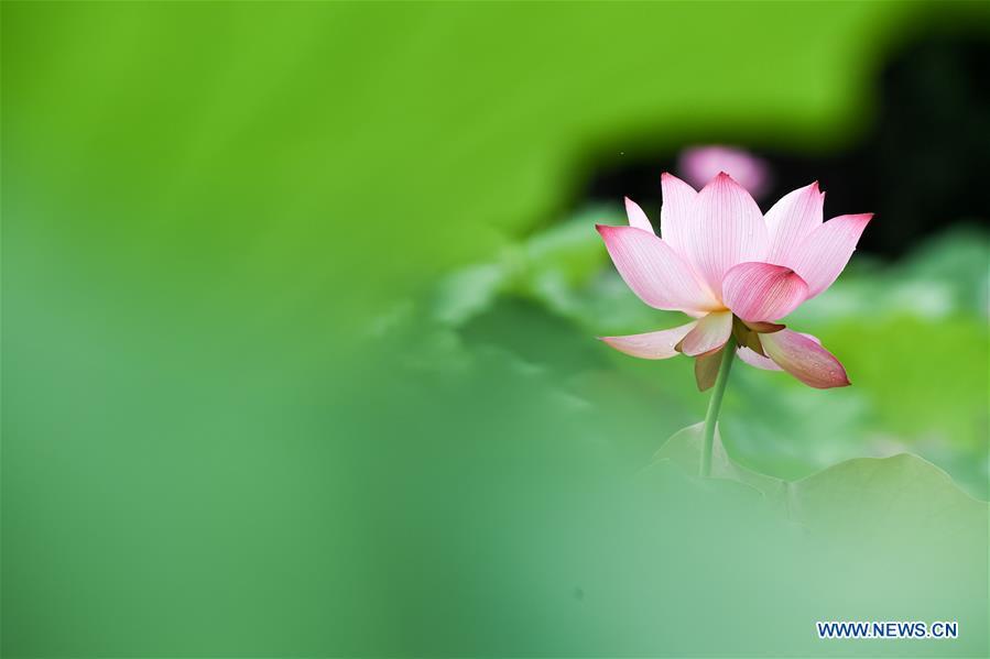 Photo taken on June 10, 2018 shows lotus flowers in Baohe park in Hefei, capital of east China\'s Anhui Province, June 10, 2018. (Xinhua/Zhang Duan)