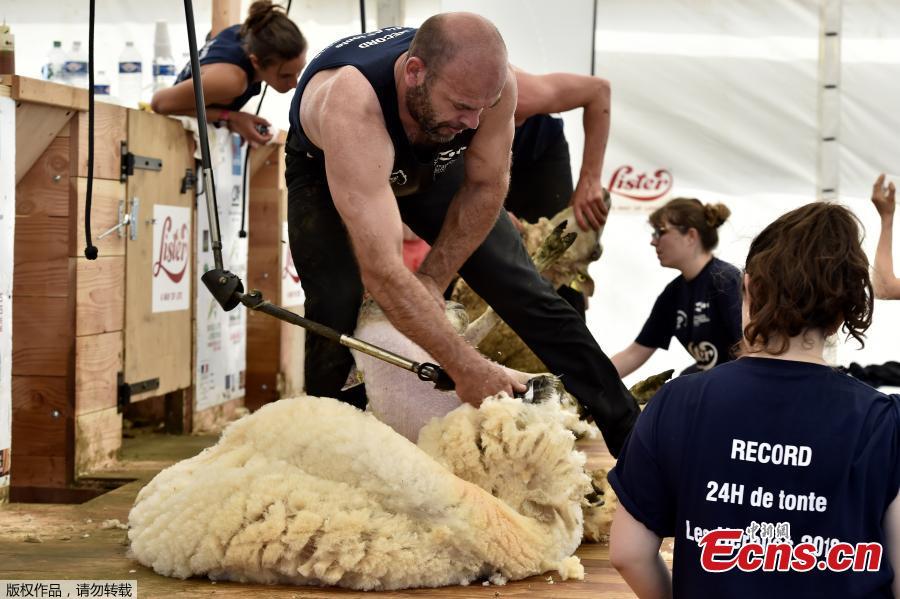 Competitor Christophe Riffaud shears a sheep on June 9, 2018 during the 24 hours sheep shearing contest in Coulonges, western France. Over the course of the 24-hour contest more than 2,500 sheep are shorn by two teams of three shearers with an average of one sheep per minute. (Photo/Agencies)