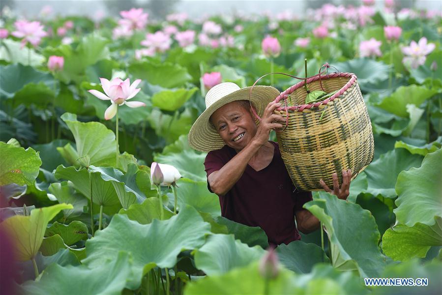 A man picks seedpod of lotus in the lotus fields at Ganzhu Village of Ganzhu Township in Guangchang County, east China\'s Jiangxi Province, July 14, 2018. More than 110,000 mu (7,333 hectares) white lotus in Guangchang County has entered into the harvest season. (Xinhua/Wan Xiang)