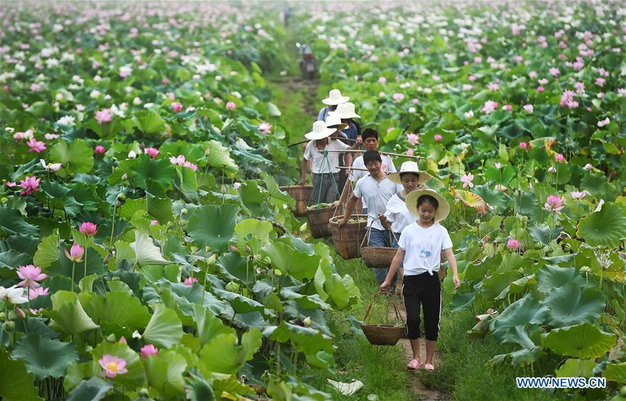 People pick seedpod of lotus in the lotus fields at Ganzhu Village of Ganzhu Township in Guangchang County, east China\'s Jiangxi Province, July 14, 2018. More than 110,000 mu (7,333 hectares) white lotus in Guangchang County has entered into the harvest season. (Xinhua/Wan Xiang)