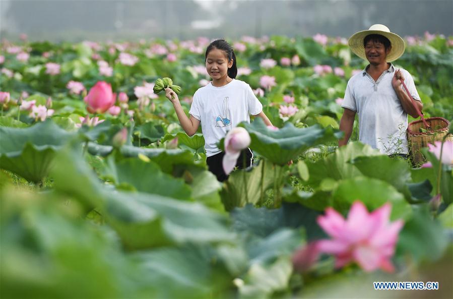 A father and his daughter walk past lotus fields at Ganzhu Village of Ganzhu Township in Guangchang County, east China\'s Jiangxi Province, July 14, 2018. More than 110,000 mu (7,333 hectares) white lotus in Guangchang County has entered into the harvest season. (Xinhua/Wan Xiang)