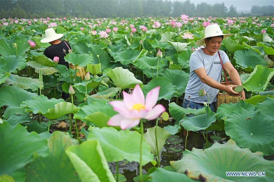 People walk through lotus fields at Ganzhu Village of Ganzhu Township in Guangchang County, east China\'s Jiangxi Province, July 14, 2018. More than 110,000 mu (7,333 hectares) white lotus in Guangchang County has entered into the harvest season. (Xinhua/Wan Xiang)