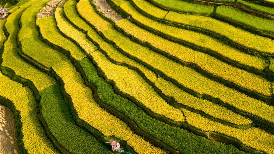 Terraced rice fields transform into greenish golden land in Congjiang county, Southwest China\'s Guizhou Province, Aug. 21, 2018. (Photo/Asianewsphoto)