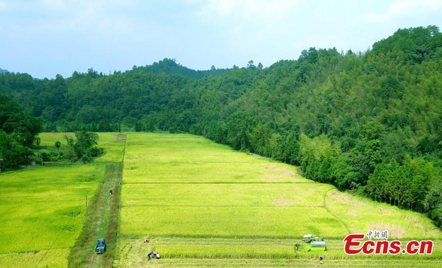A drone photo shows rice harvesting in a field in Taihe County, East China’s Jiangxi Province, Sept. 25, 2018. The county is one of China’s commodity grain bases. (Photo: China News Service/Sima Tianmin)