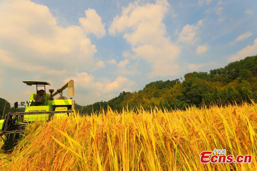 Farmers harvest rice in a field in Taihe County, East China’s Jiangxi Province, Sept. 25, 2018. The county is one of China’s commodity grain bases. (Photo: China News Service/Deng Heping)