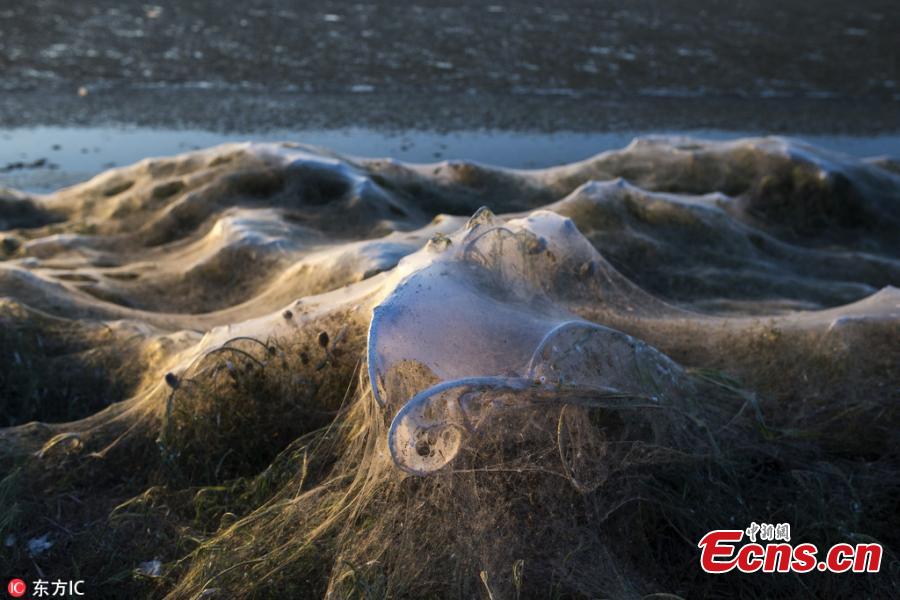 Giant spiders' web covers Greek beach, Greece