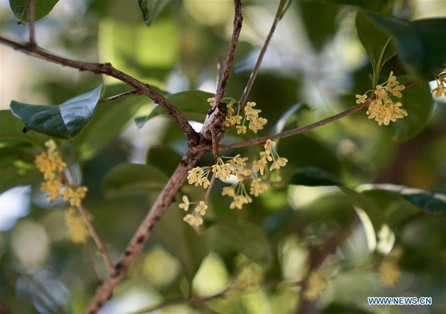 Photo taken on Oct. 13, 2018 shows the sweet-scented osmanthus at the Guilin Park in Shanghai, east China. Over 1,000 trees of sweet-scented osmanthus at the park were in full blossoms in recent days. (Xinhua/Liu Ying)