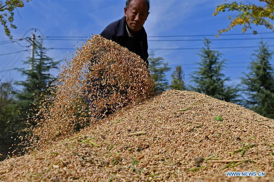 A farmer handles newly-harvested rice in Zhangcunzhou Village of Menlou Town in Fushan District of Yantai, east China\'s Shandong Province, Oct. 20, 2018. Over 500 mu (33.33 hectares) of rice fields here have entered the harvest season recently. (Xinhua/Sun Wentan)