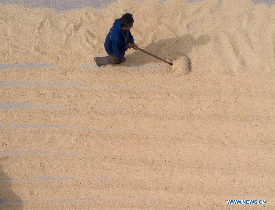 A farmer rakes rice for air-drying in Zhangcunzhou Village of Menlou Town in the Fushan District of Yantai, east China\'s Shandong Province, Oct. 20, 2018. Over 500 mu (33.33 hectares) of rice fields here have entered the harvest season recently. (Xinhua/Chu Yang)