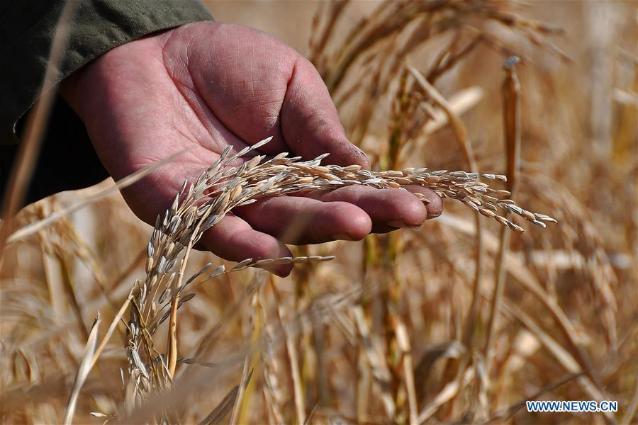 A farmer checks rice in Zhangcunzhou Village of Menlou Town in the Fushan District of Yantai, east China\'s Shandong Province, Oct. 20, 2018. Over 500 mu (33.33 hectares) of rice fields here have entered the harvest season recently. (Xinhua/Sun Wentan)