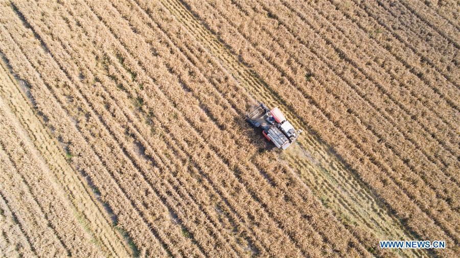 A combine harvester reaps rice crops in Zhangcunzhou Village of Menlou Town in the Fushan District of Yantai, east China\'s Shandong Province, Oct. 20, 2018. Over 500 mu (33.33 hectares) of rice fields here have entered the harvest season recently. (Xinhua/Chu Yang)