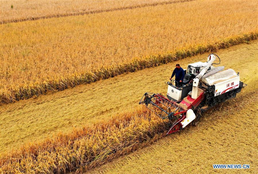 A farmer reaps rice in Xilou Village of Qing\'an Town in Suining County of Xuzhou, east China\'s Jiangsu Province, Oct. 20, 2018. Local farmers are busy with the rice harvesting work these days. (Xinhua/Cui Wenchao)