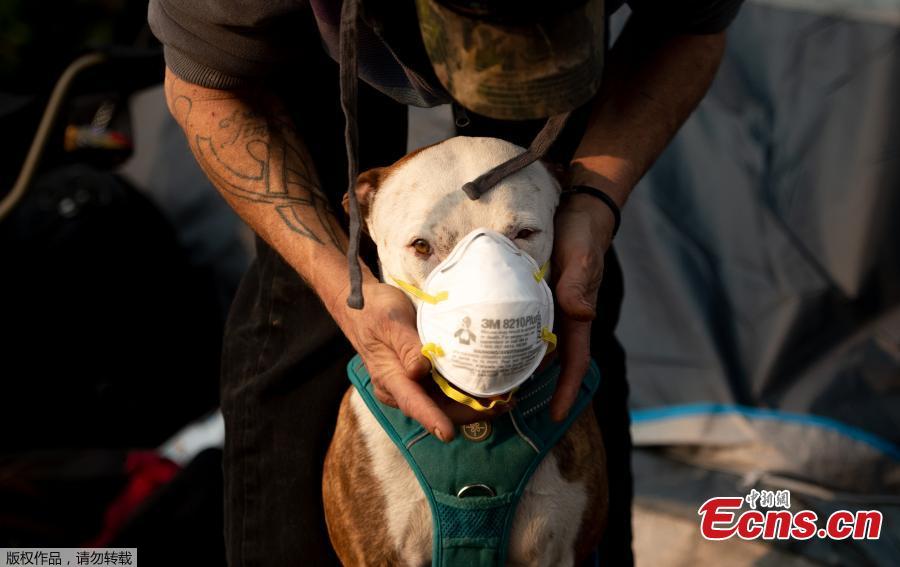 Jason House attempts to put a respirator mask on his dog Rowland at an evacuee encampment in a Walmart parking lot in Chico, California on November 17, 2018. More than 1,000 people remain listed as missing in the worst-ever wildfire to hit the US state. (Photo/Agencies)