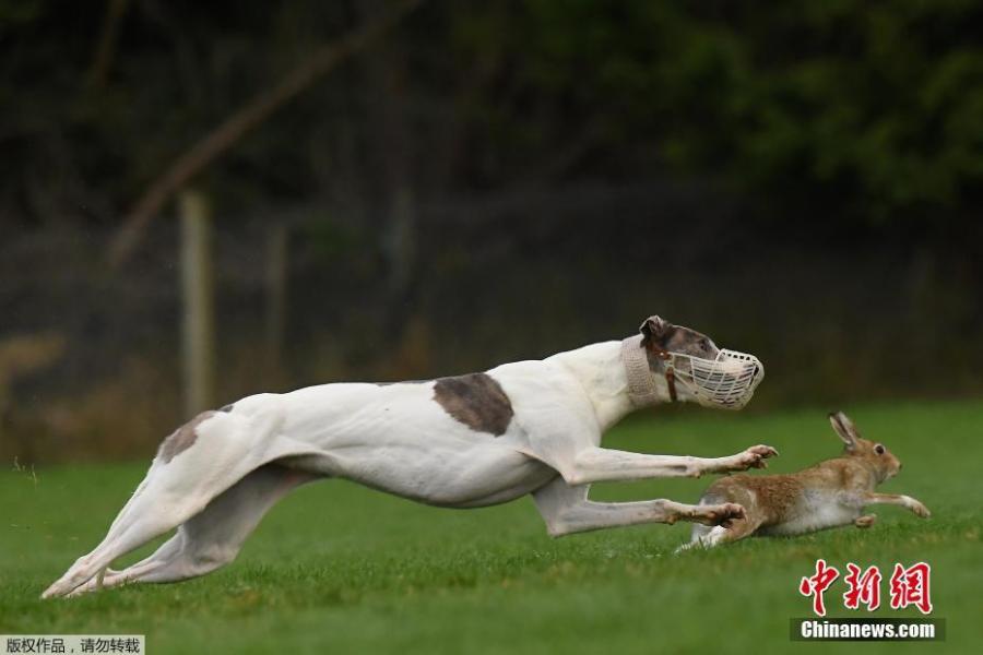 A greyhound chases a hare during a hare coursing meeting in Abbeyfeale, Ireland, Dec. 28, 2018. (Photo/Agencies)